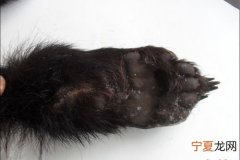熊掌有什么用，江湖风云录熊掌有什么用