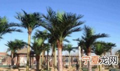 怎样防止大王椰树叶子掉落 大王椰树简介