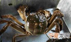 河蟹与毛蟹的区别 毛蟹跟螃蟹有什么区别