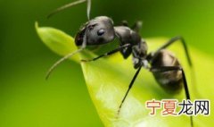 消灭蚂蚁窝的最好办法 蚂蚁是昆虫吗