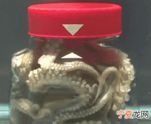 章鱼的血液是什么颜色，章鱼是冷血动物它的血液是什么颜色
