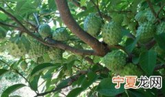 巴西有荔枝吗 如何辨别秘鲁番荔枝