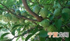 番鬼荔枝怎么挑选 番荔枝如何挑选
