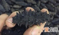 怎样看海参的好坏 判断海参好坏的方法