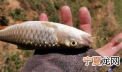 野钓红尾鱼方法 怎么钓红尾鱼