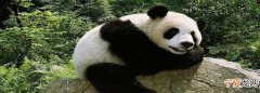 介绍大熊猫的外形和特点，关于大熊猫的资料外形特点生活习性