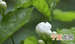 茉莉花的叶子干枯掉了是怎么回事 茉莉花的叶子干枯掉了是怎么回事儿
