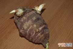 芋头发芽能吃吗，毛芋头发芽了能种到土里
