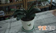 君子兰的养护 君子兰的养护知识