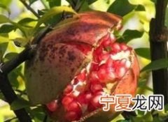 石榴皮煮水的6个功效