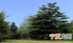 中国古代寓意长寿的树 什么树象征长寿