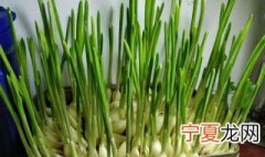 怎么用水种大蒜的方法 用水种大蒜的方法