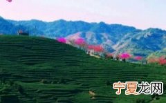 雷达表怎么样 雷达表怎么样看型号