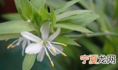 球吊兰寓意 球吊兰有什么寓意