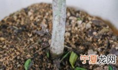 栀子花的养护要点 栀子花的养护