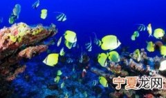海底珊瑚色彩斑斓是因为 海底珊瑚色彩斑斓的原因
