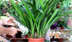 兰花的养殖方法 兰花的养殖