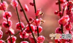 梅花好寓意 梅花的寓意是什么