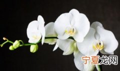 兰花养护 兰花养护常识