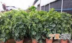 摇钱树怎么才能养好 摇钱树怎么养