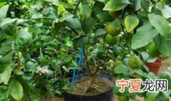盆栽柠檬的种植方法 盆栽柠檬的种植方法和管理