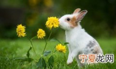 杀兔子怎么拔毛 杀兔子拔毛的方法