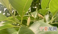 黄桷兰的繁殖方法有哪些 黄桷兰的繁殖方法图解