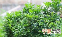 米兰在室内怎么养 米兰的室内养殖方法和注意事项