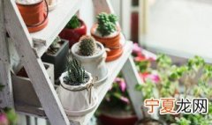 盆栽花卉如何施肥 盆栽花卉施肥有哪些常用方法