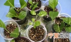 长筒花扦插繁殖方法 长筒花怎么繁殖