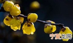 腊梅有叶子的时候花苞长在哪里 盆栽腊梅什么时候长花苞