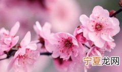 梅花的繁殖方法和繁殖方法 梅花的繁殖植方法
