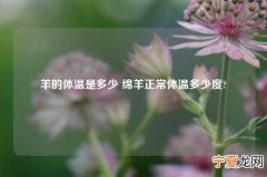 羊的体温是多少 绵羊正常体温多少度?