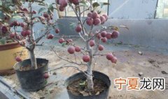 盆栽果树的栽培技术 果树栽培技术大全