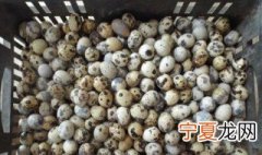 鹌鹑蛋上有层白霜是新鲜的吗 鹌鹑蛋有层白雾那样的新鲜吗