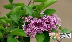 如何种植紫丁香盆栽 紫丁香的种植与养护