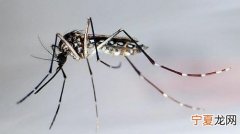 登革热的概念及症状 登革热的早期症状