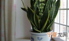 虎耳兰的养殖方法和注意事项 虎耳兰的养殖方法及注意事项