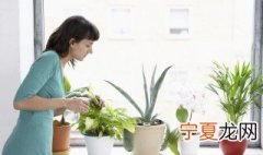 家中养的竹子为什么叶子发黄干枯 家里面养的竹子为什么叶子老发黄