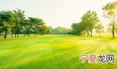 苗木p是什么意思 苗木单位p是表示什么