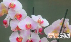 蝴蝶兰开花的含义 蝴蝶兰开花的含义和象征