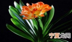 君子兰繁殖方法 君子兰的繁殖方法介绍