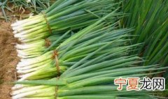 梦见栽葱是什么意思 梦见栽葱的寓意