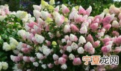 绣球春化的含义 绣球春化需要多长时间