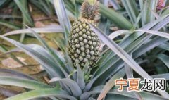 绿菠萝能吃吗 绿菠萝能不能吃