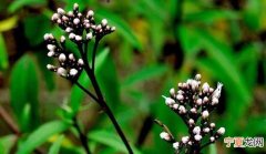 佩兰是什么菜，佩兰的功效与作用