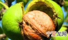 核桃长毛了还能吃吗 核桃长毛了还能不能吃