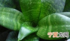 虎皮兰能除甲醛吗 虎皮兰可以放室内吗