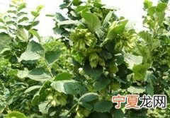 榛子怎么读