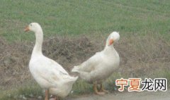 懒人养鹅方法 怎么养鹅
